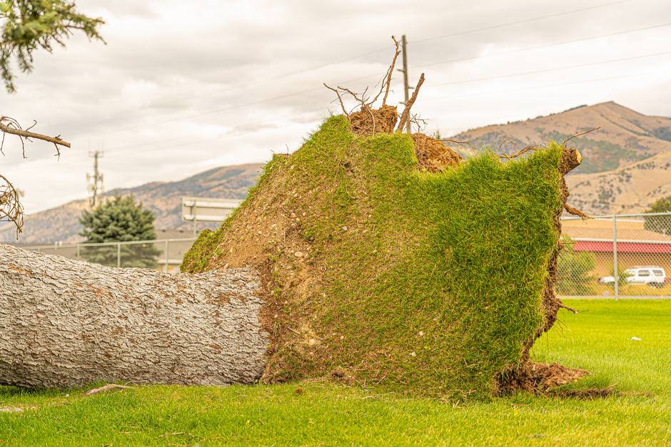 A fallen tree with exposed roots — emergency tree removal cost depends on size and scope