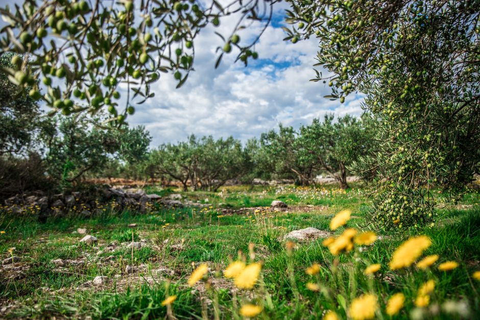 Mature olive tree with silver-green leaves growing in a sunny garden — how to trim an olive tree Surrey BC