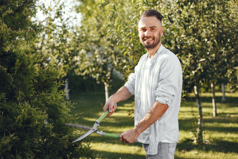 Gardener making a thinning cut on an olive tree branch — correct olive tree pruning technique