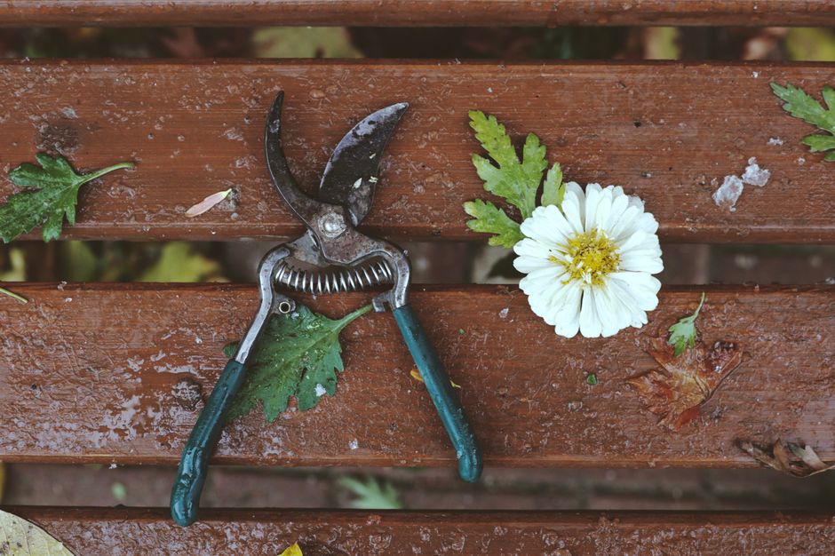 Pruning loppers and hand pruners laid out on a wooden bench — tools needed for olive tree trimming
