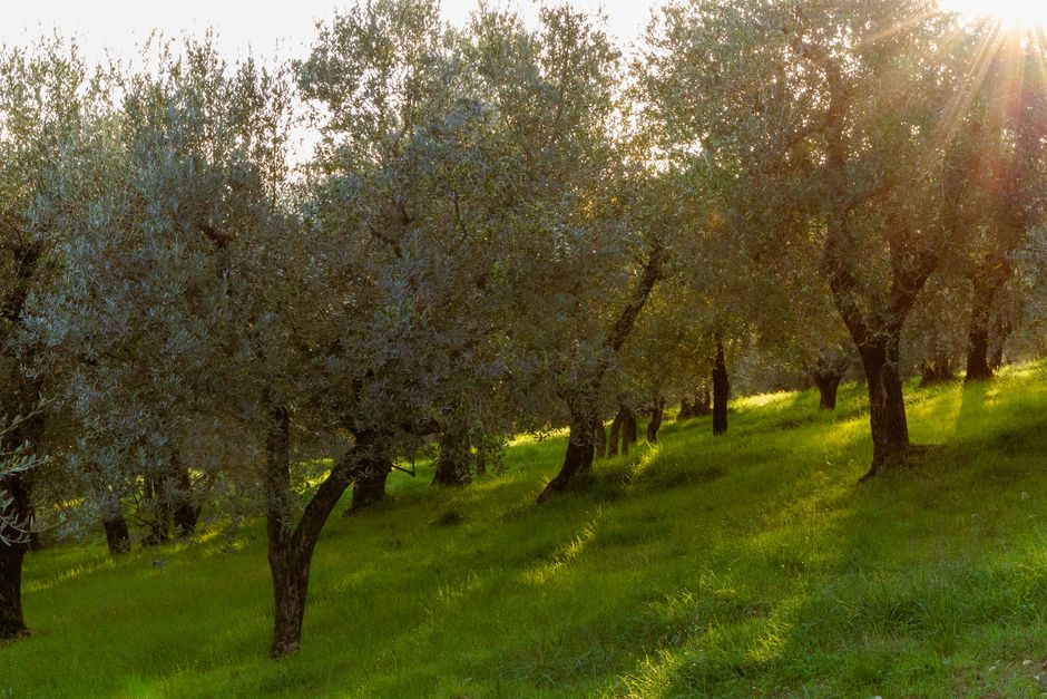 Olive tree in early spring garden — the ideal window for olive tree pruning in Surrey BC is mid-April to mid-May