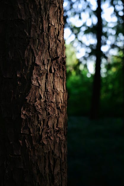 Close-up of tree bark texture — scratch test to tell if a tree is dead or alive, Surrey BC