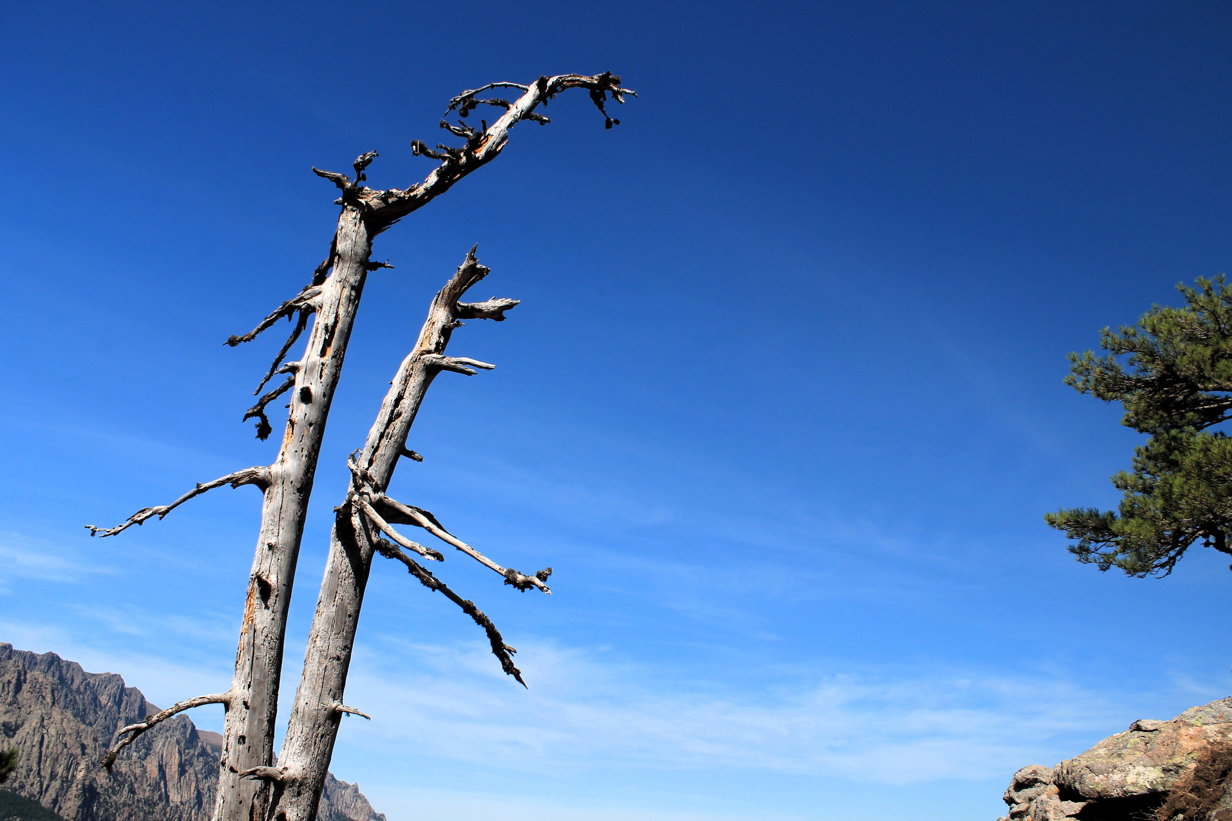 Close-up of bare winter tree branches against a grey sky — how to tell if a tree is dead in Surrey BC