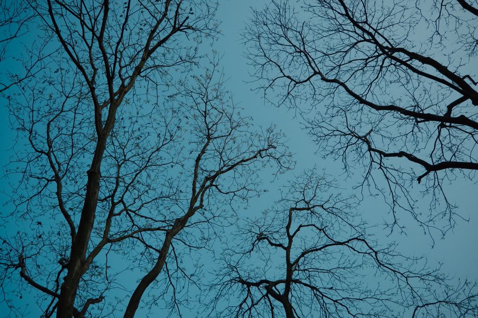 Bare oak tree branches in winter — the best time of year for safe oak tree trimming in Surrey BC