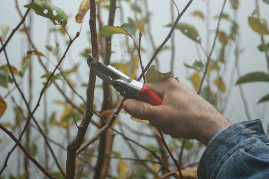 Hand using pruning shears to make a clean cut on a tree branch — correct cherry tree pruning technique