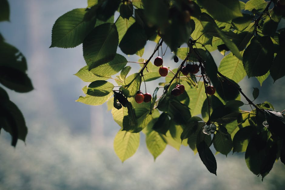 Ripe red cherries hanging on a cherry tree branch in summer — the correct season for pruning cherry trees in Surrey BC