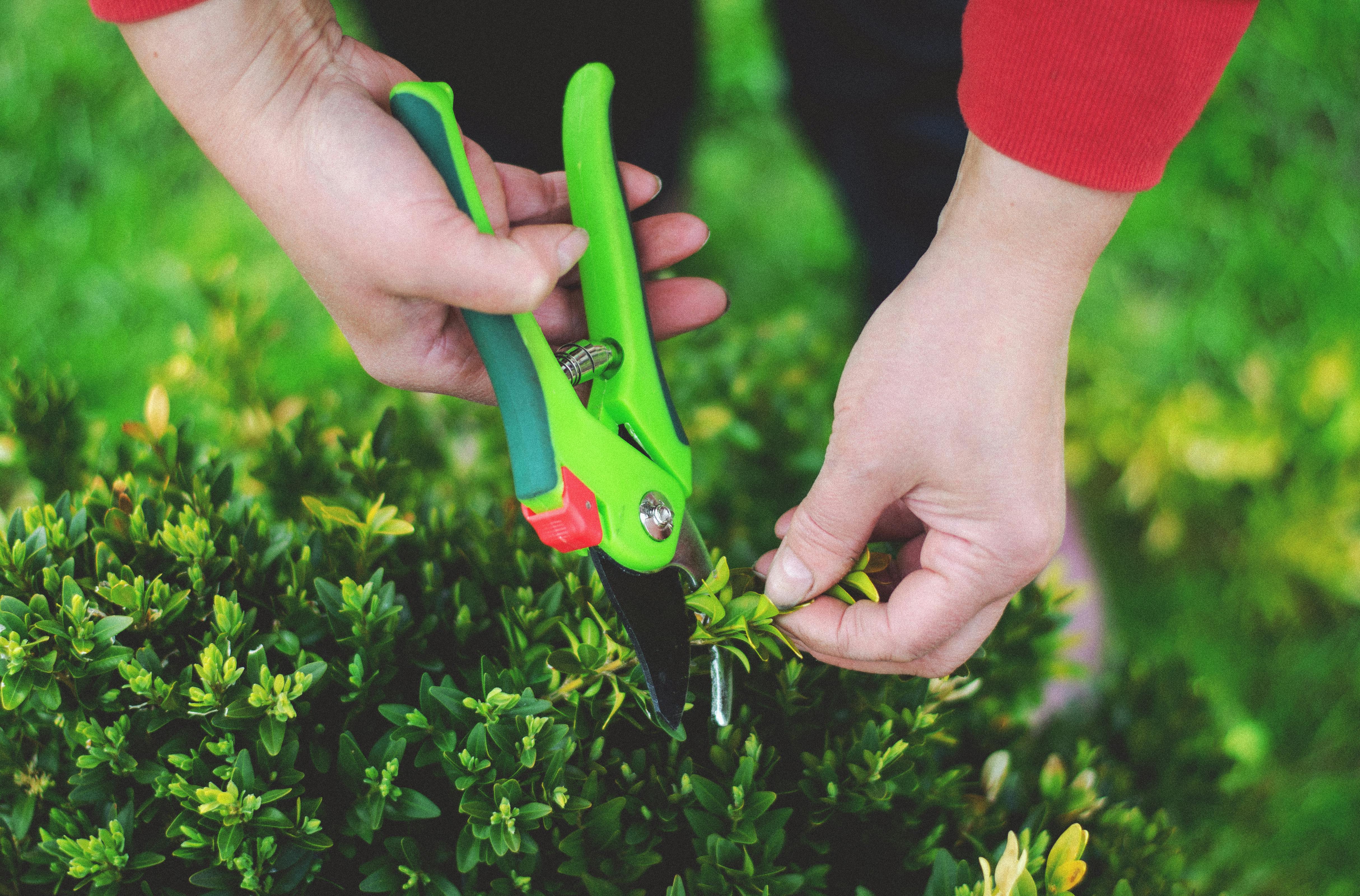 Hands using bypass pruning shears on a woody branch — essential tools for pruning dogwood trees correctly