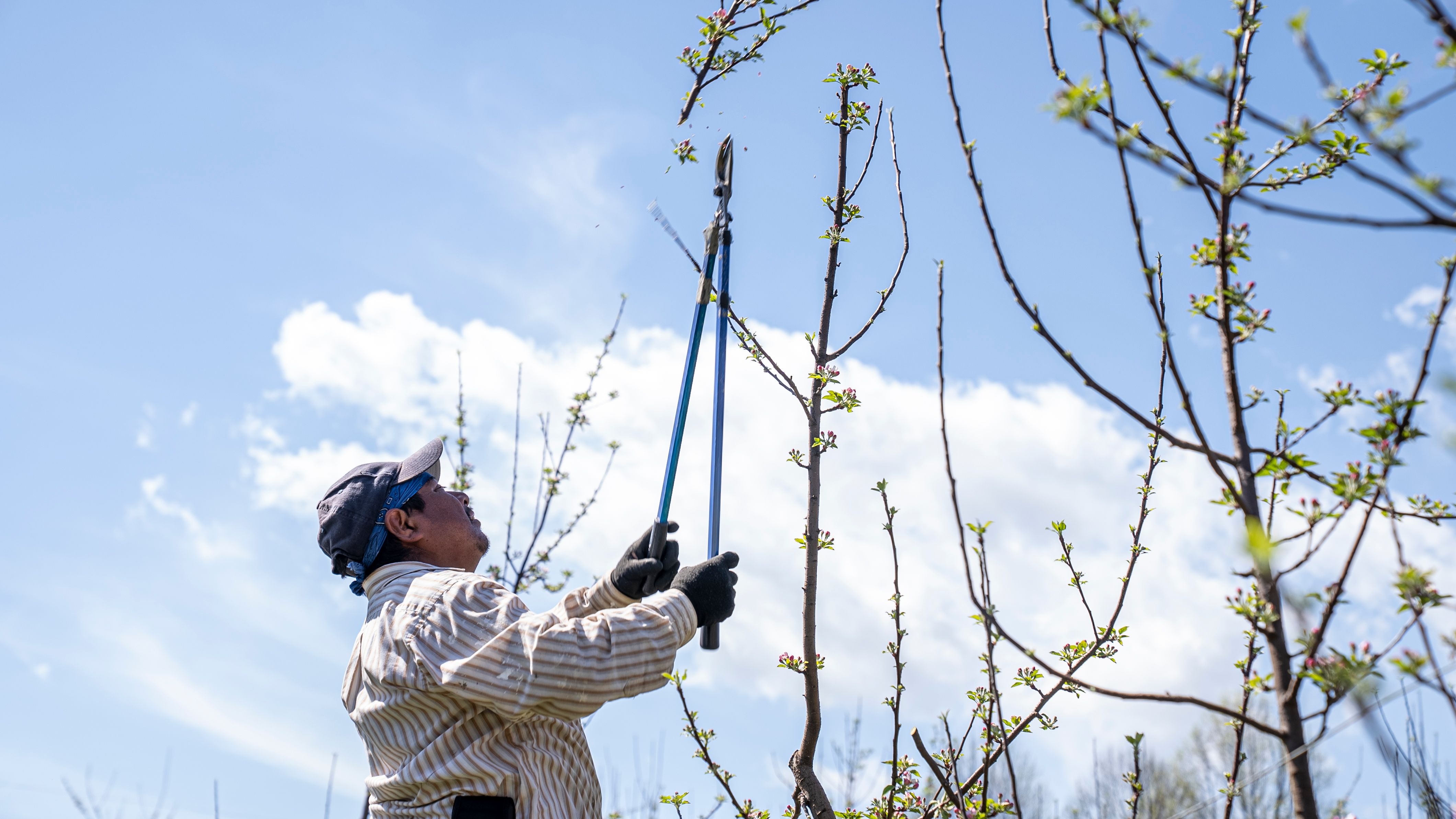 Arborist pruning tree branches under a clear blue sky — how to prune dogwood trees safely in Surrey BC