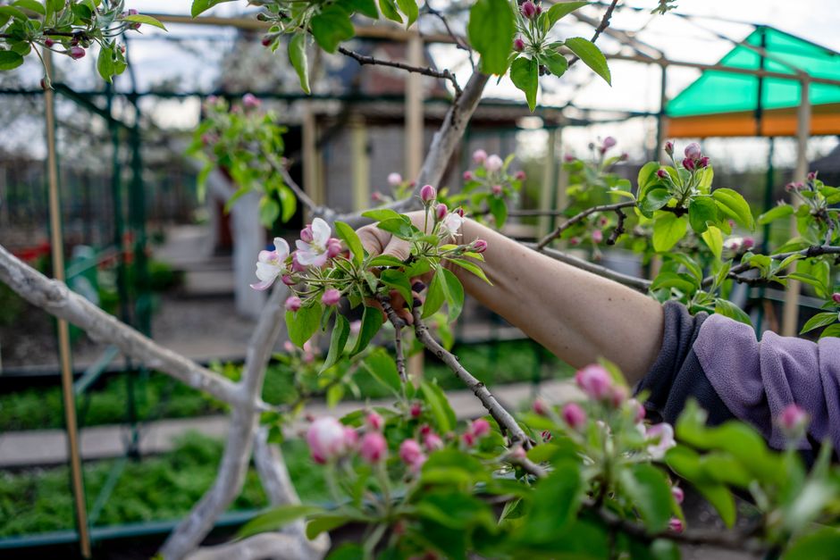 Gardener working with fruit tree blossoms in a residential garden — building the open-centre shape when pruning fruiting cherry trees Surrey BC