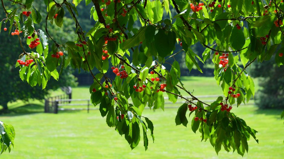 Arborist pruning a fruiting cherry tree after harvest — cherry tree pruning service Surrey BC
