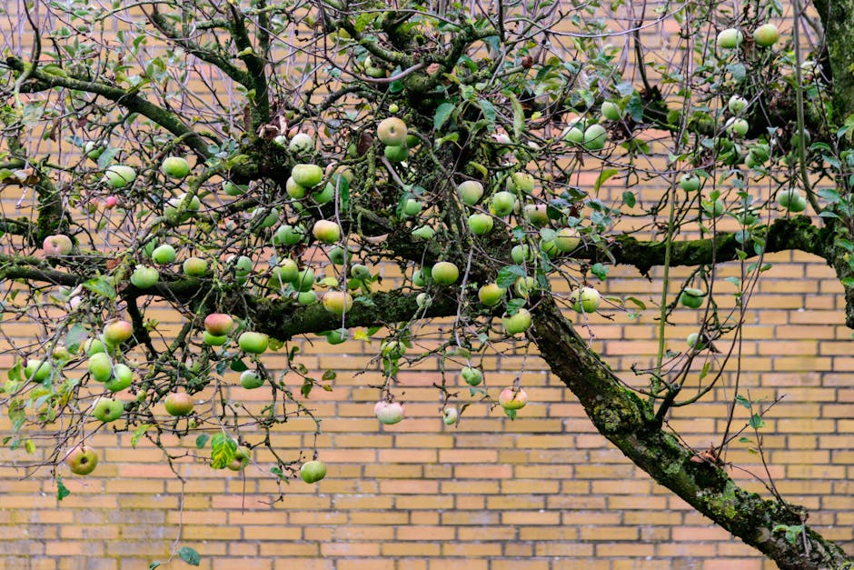Overgrown fruit tree with unpruned branches growing against a residential brick wall — restoring a neglected fruiting cherry tree Surrey BC