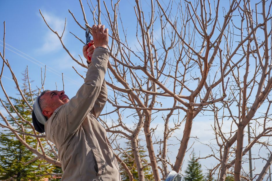 Arborist pruning bare fruit tree branches under a clear blue sky — peach tree pruning service Surrey BC