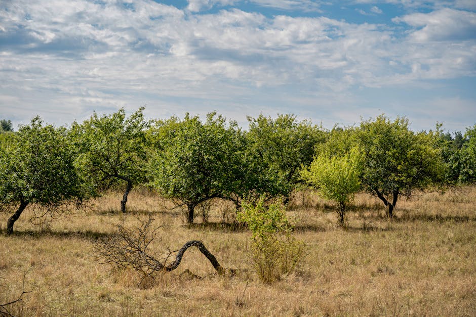 Neglected overgrown fruit orchard with dense unpruned canopy — structural restoration pruning needed in Surrey BC