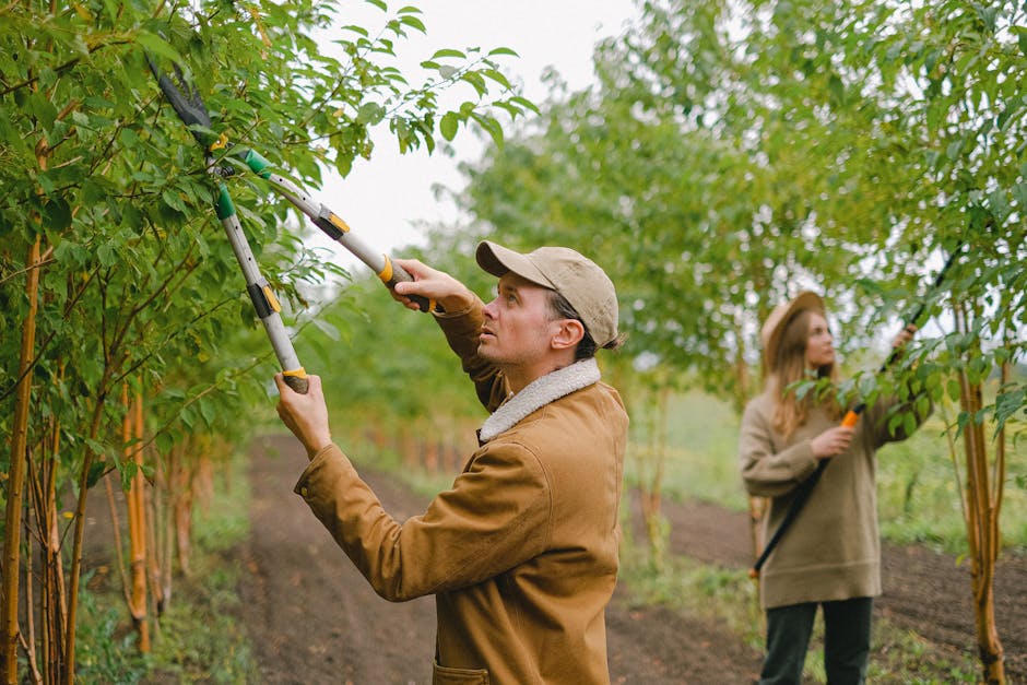 Orchard workers using loppers to prune young fruit tree branches — open-centre technique for peach trees in Surrey BC