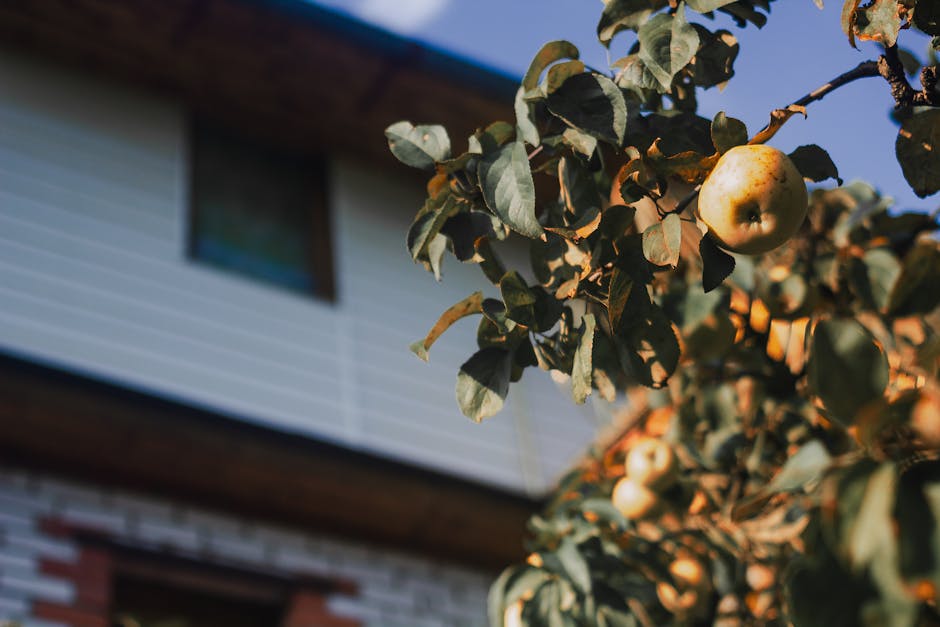 Ripe fruit on tree branches beside a residential house — peach tree pruning cost depends on tree size and condition in Surrey BC