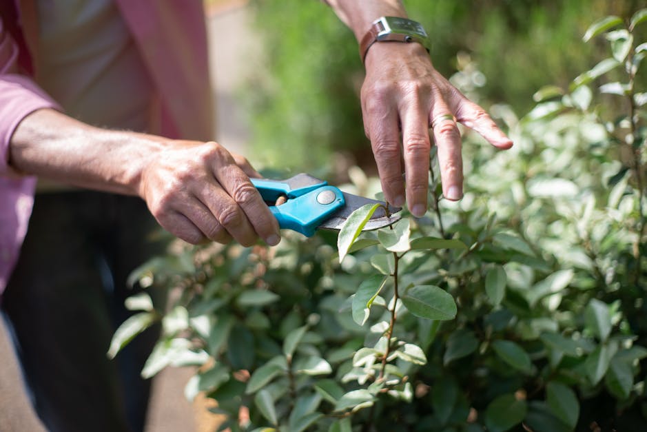 Hands using bypass pruning shears to cut a plant stem — removing water sprouts and dead wood when pruning peach trees Surrey BC