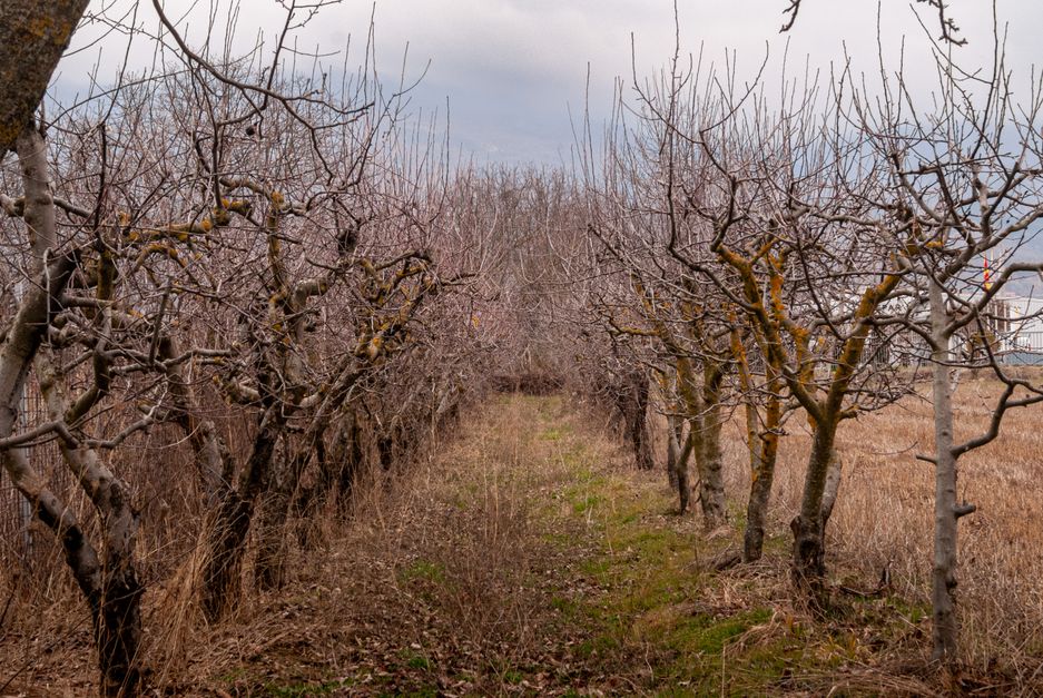 Dormant fruit tree orchard in winter with bare branches — the right window for peach tree pruning in Surrey BC