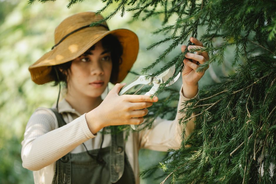 Arborist carefully pruning a large deciduous tree in a residential yard — silver maple pruning Surrey BC