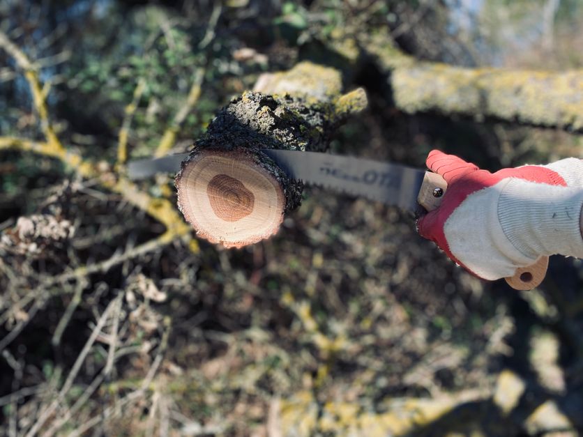 Close-up of a pruning handsaw making a clean cut through a tree branch — how to prune tree branches properly