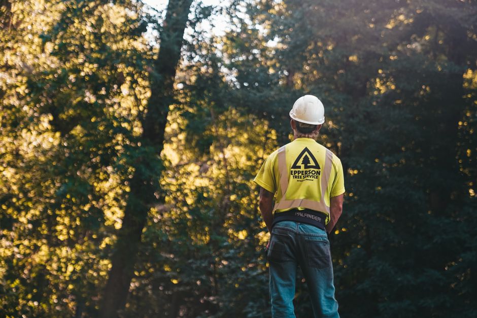 Professional tree service worker in hi-vis vest and hard hat assessing trees before pruning in Surrey BC