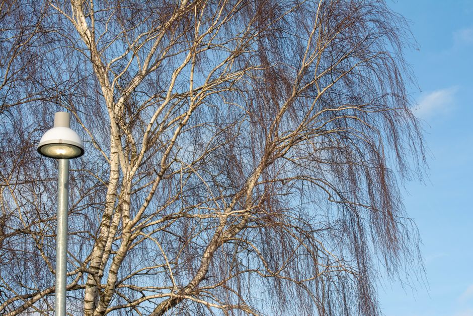 Bare birch tree branches against a blue winter sky — ideal timing for pruning trees during dormancy in Surrey BC