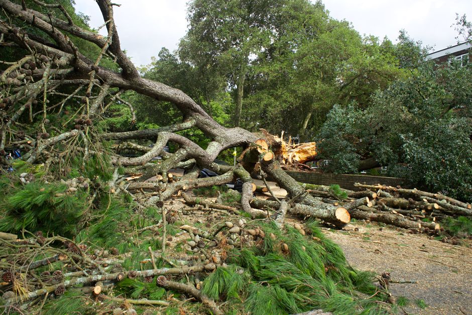 Large pine tree uprooted and lying across green grass after a storm — tree debris removal services Langley/Aldergrove BC
