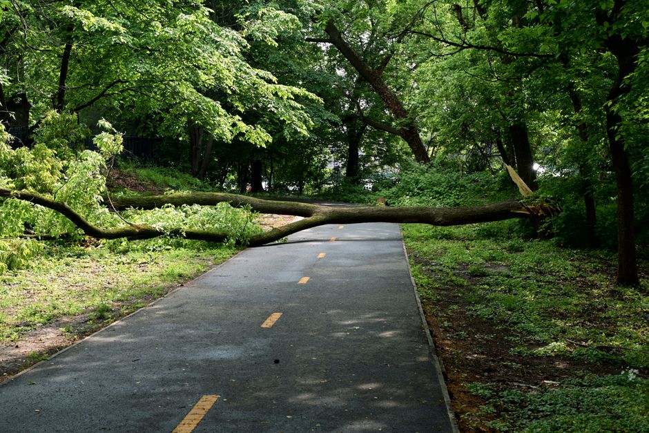 A large uprooted tree log left in a clearing after a storm — tree debris removal includes logs, branches and root masses
