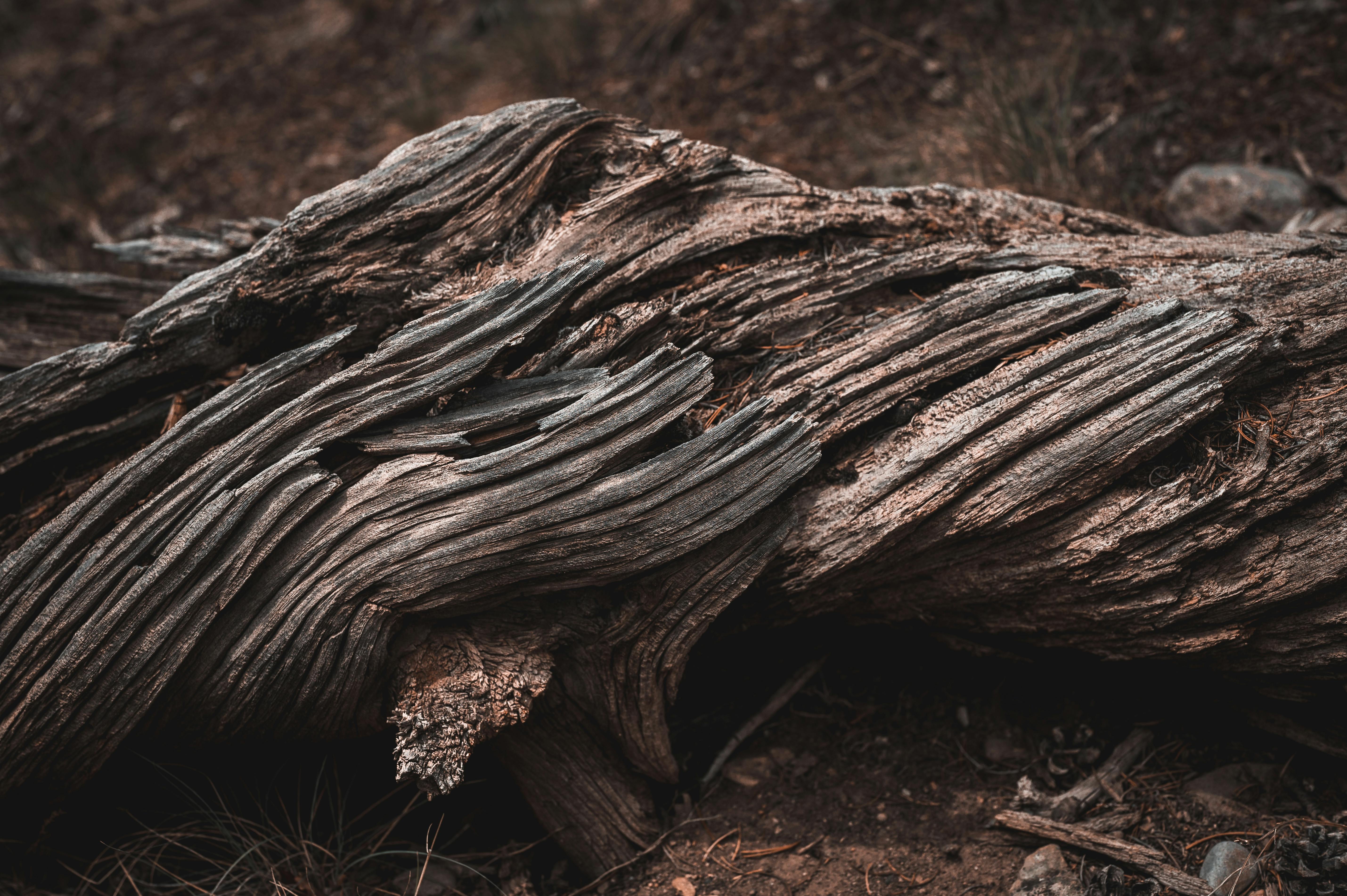 Close-up of a dead tree trunk with peeling bark — signs of serious internal decay and tree fungal disease