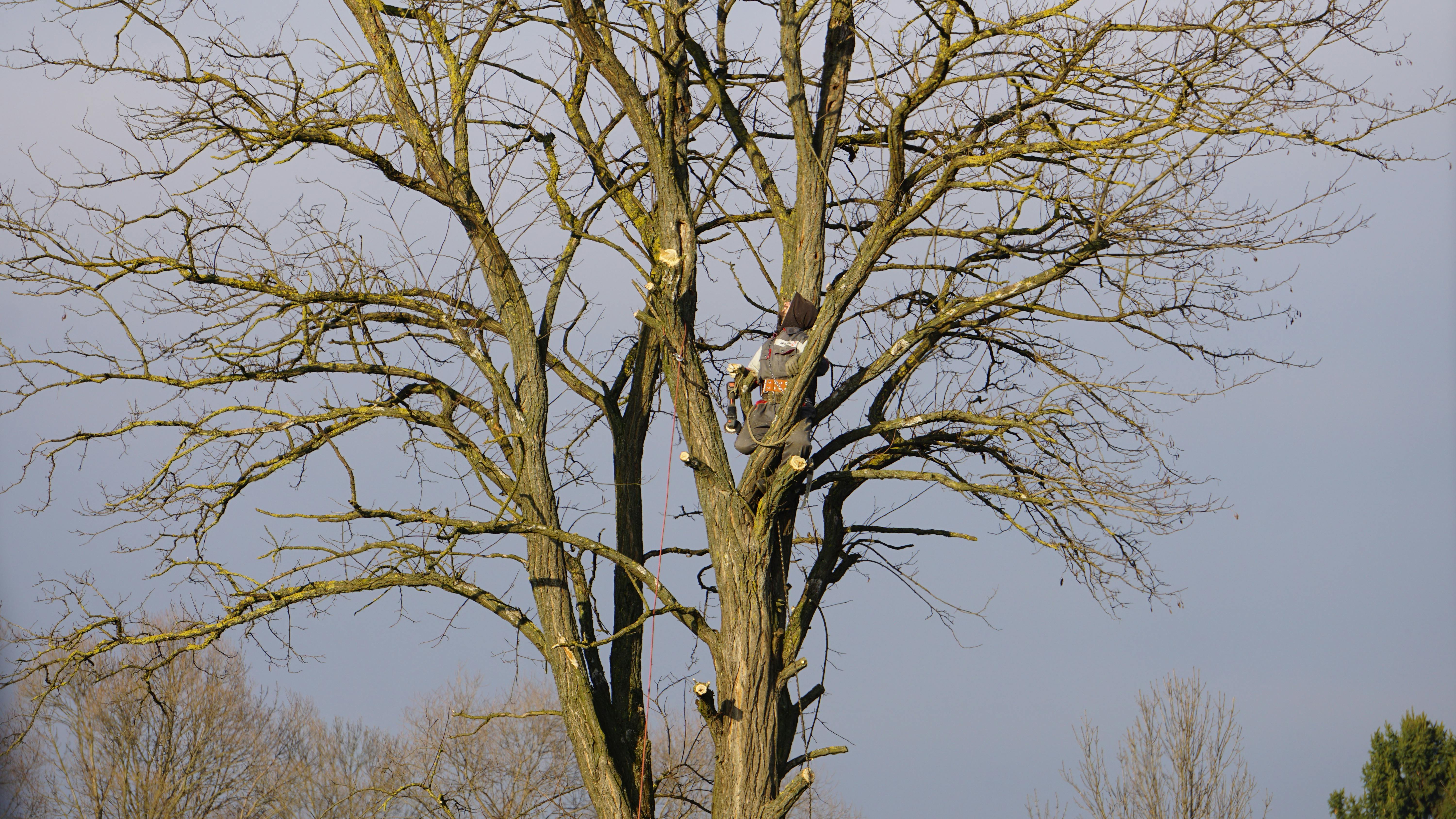 ISA certified arborist climbing a tall bare tree to assess tree health — tree health assessment services Surrey BC