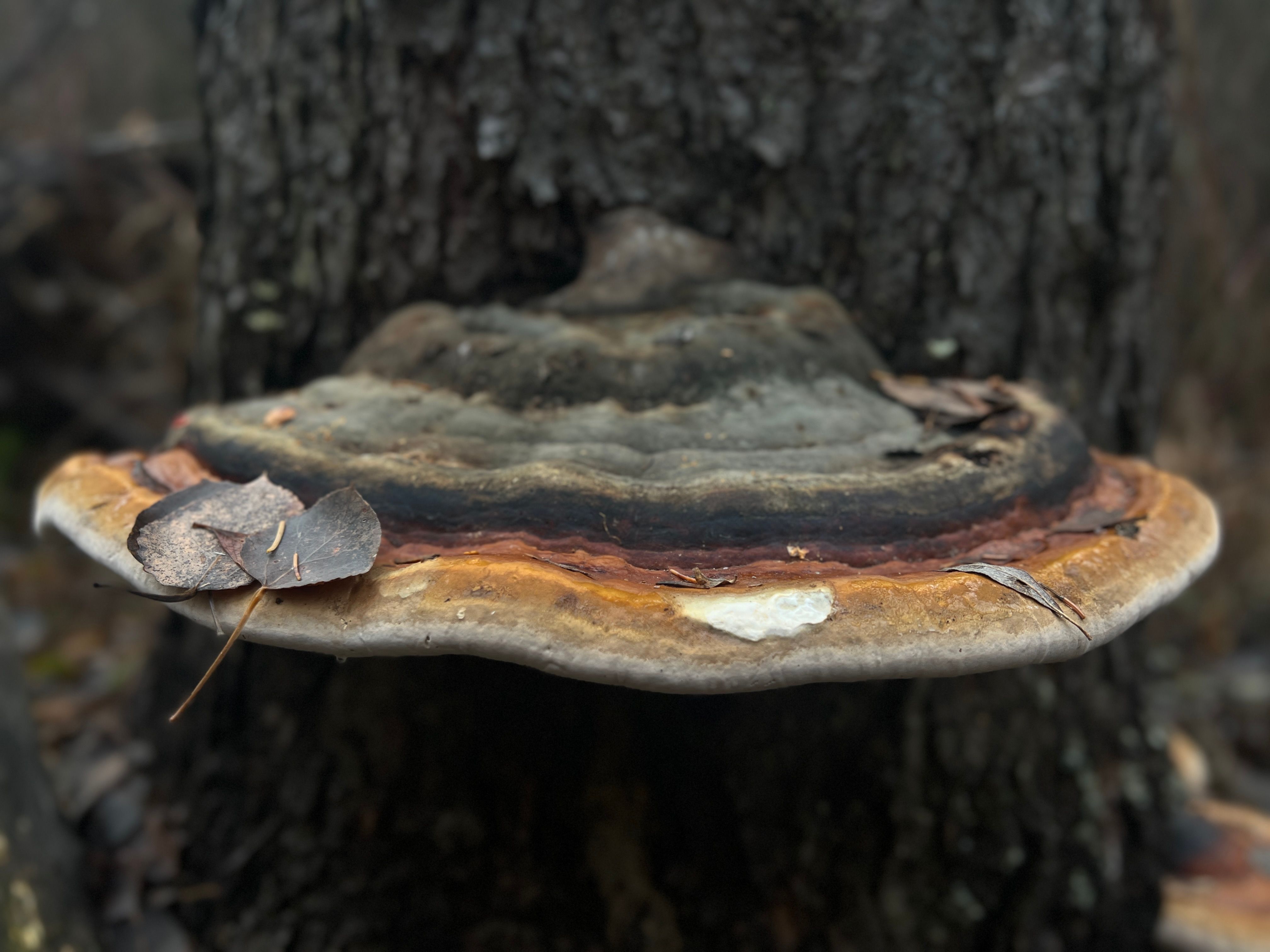Large bracket fungus growing on a tree trunk — visible fungal growth signals internal decay and the need for a professional tree health assessment