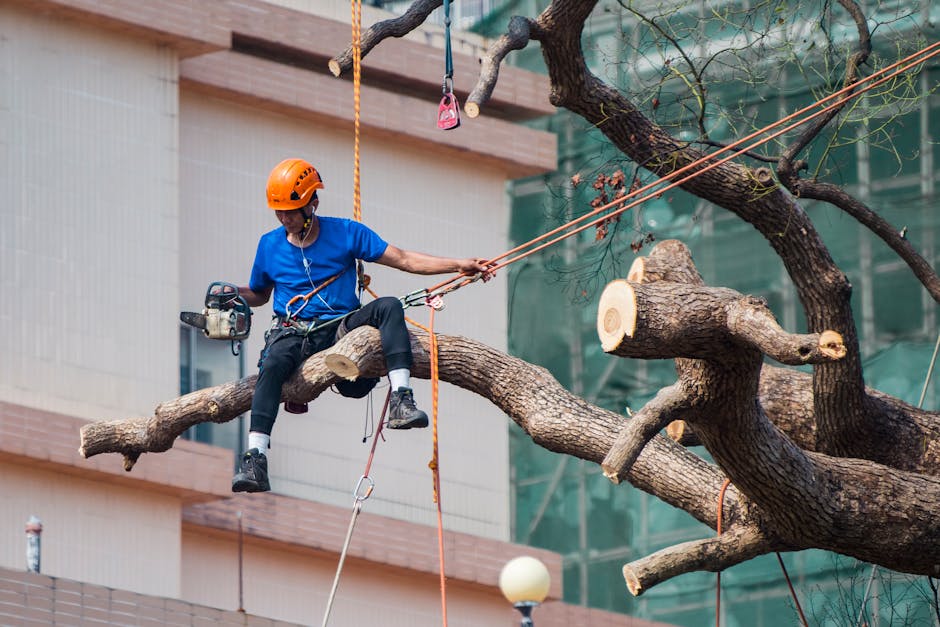 Certified arborist in full safety harness making a precise cut on a large tree — professional tree health assessment services in Surrey BC