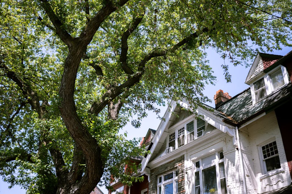 Suburban house with large mature tree in the front yard — when to do a basic DIY check vs when to call a Surrey arborist for a professional tree health assessment