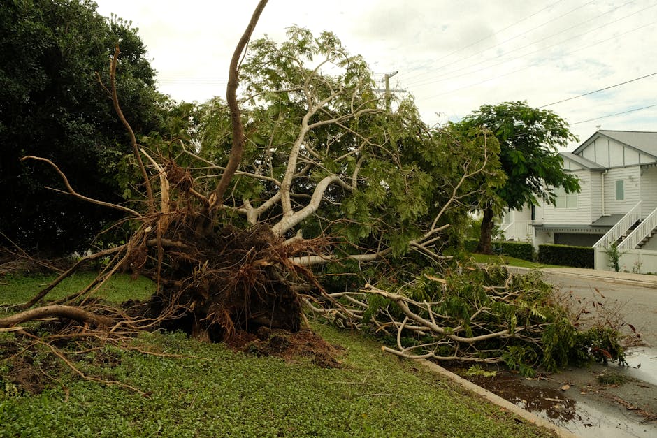 Large uprooted tree with exposed root plate — location and access significantly affect tree removal cost