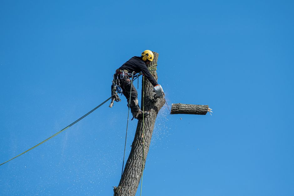 Certified arborist in safety gear cutting a large tree — tree removal cost depends on size and complexity