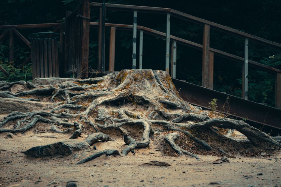 Gnarled tree roots exposed and spreading near a wooden walkway — signs that tree root pruning is needed in Surrey BC
