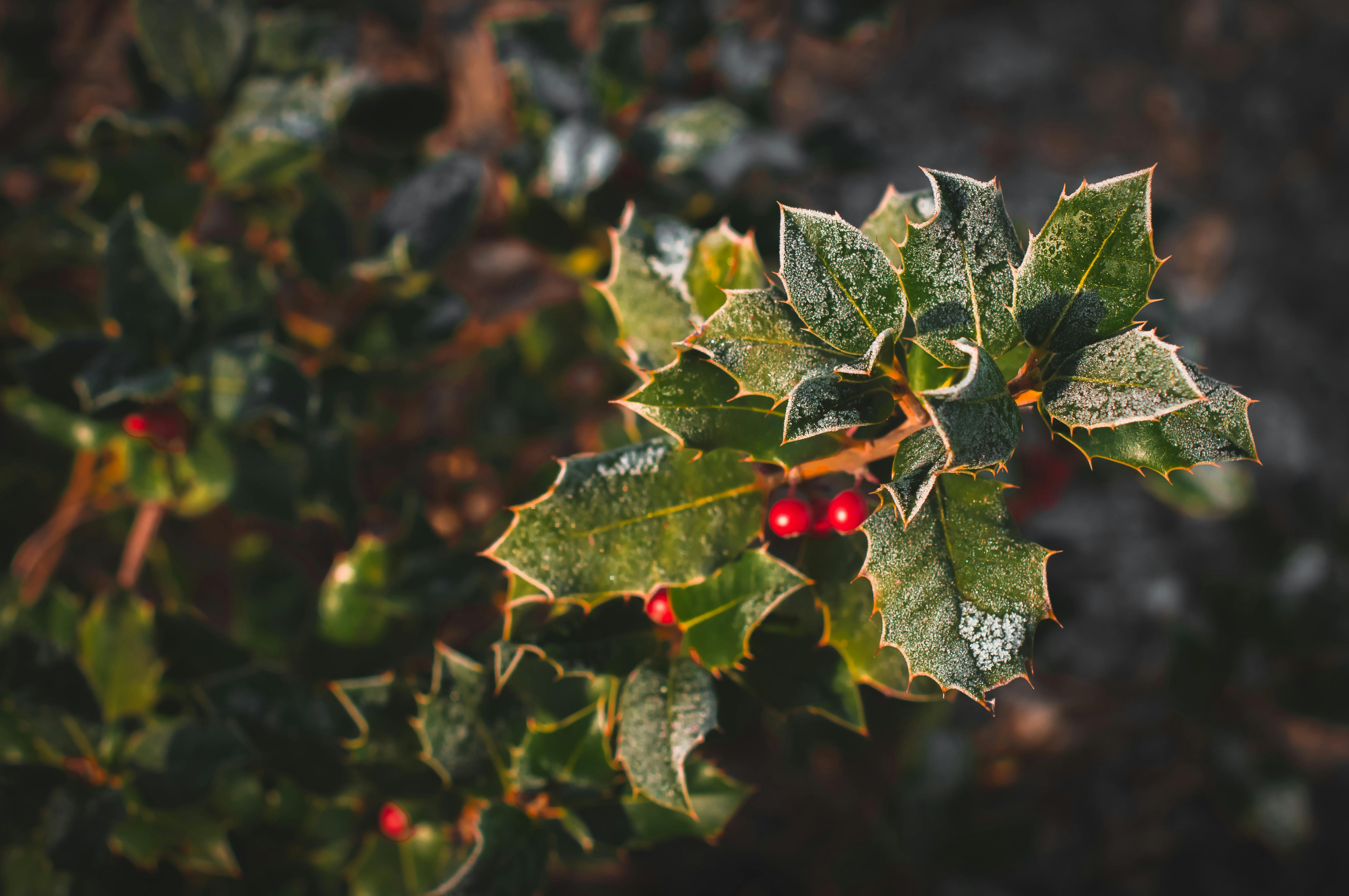 Frosty holly leaves and red berries in winter — best time to trim holly trees is late January to mid-March in Surrey BC