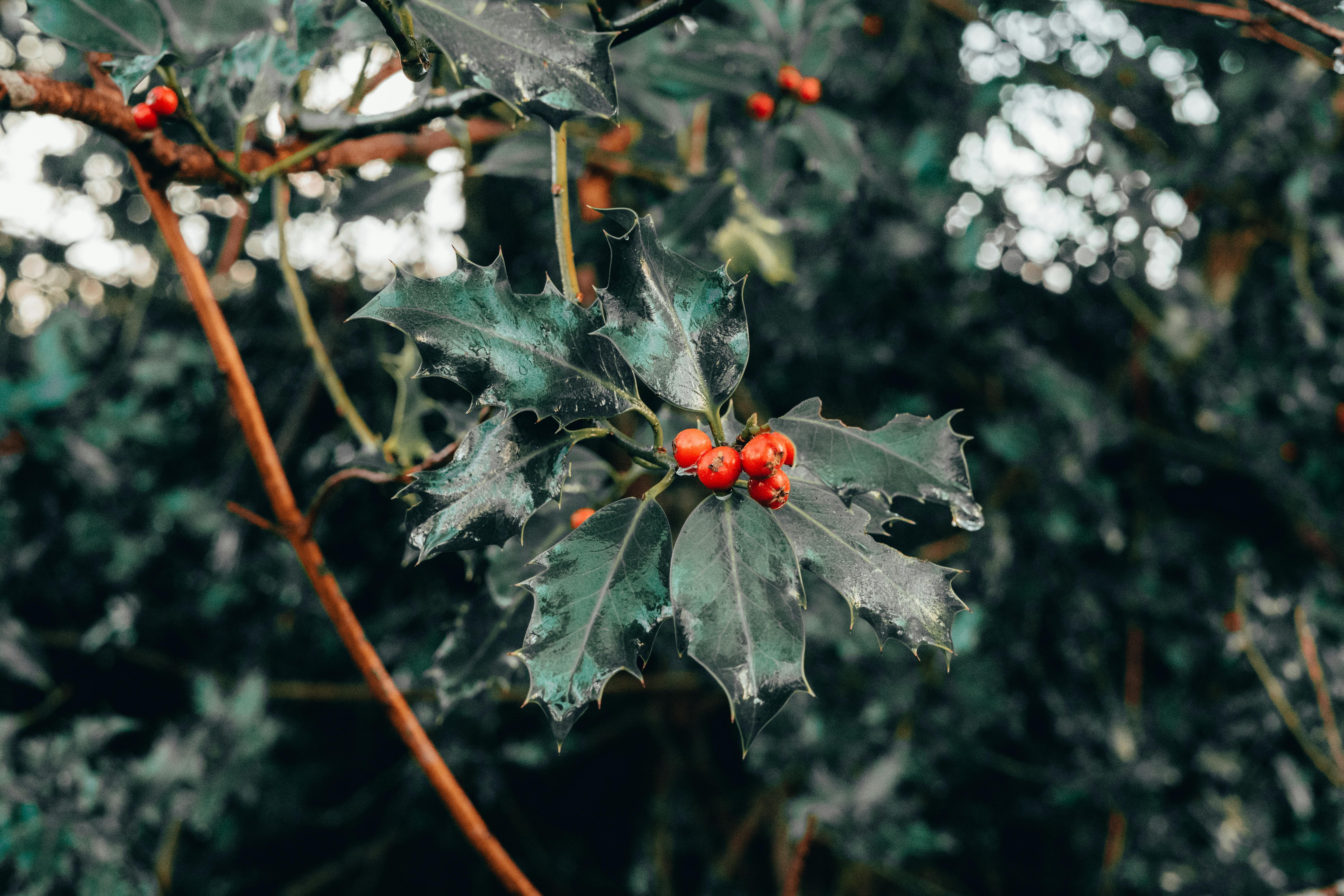 Holly plant with red berries in winter — when to trim holly trees in Surrey BC