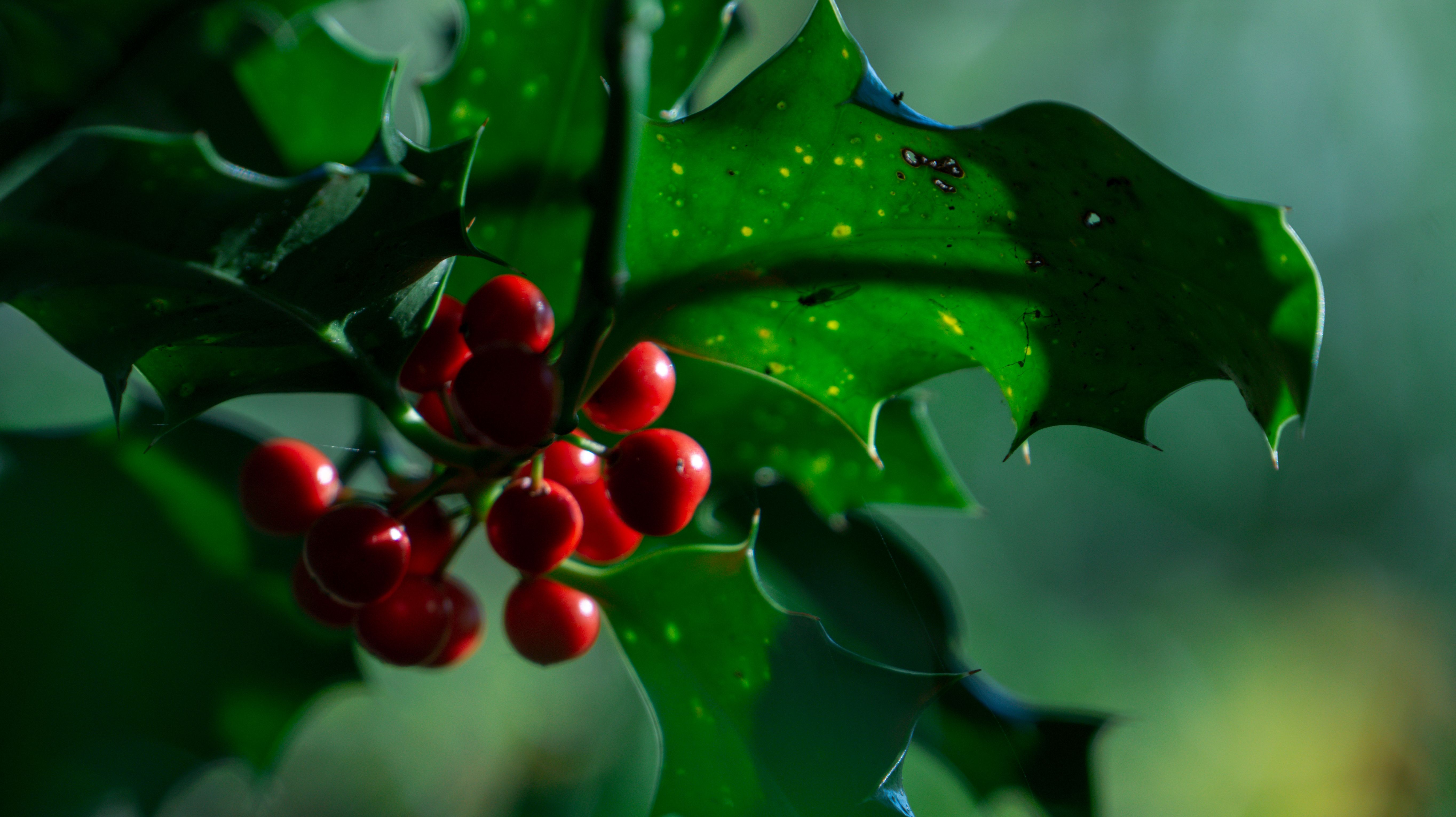 Close-up of holly berries and leaves — holly trimming Surrey BC when to call a certified arborist