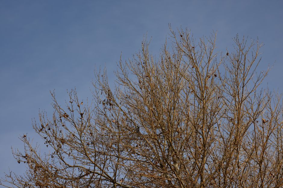 Mature maple tree with bare branches in late winter — ideal time for maple tree trimming in Surrey BC