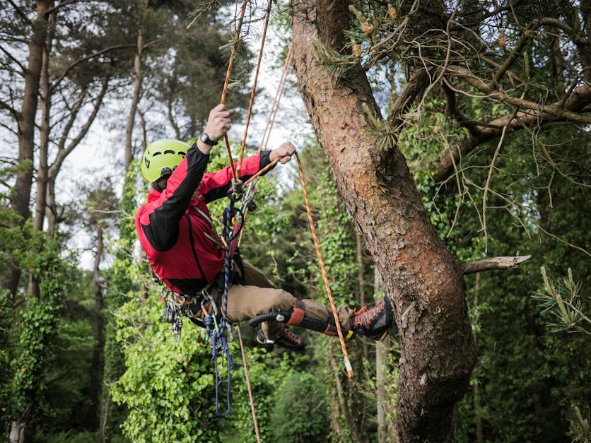 ISA-certified arborist climbing a maple tree with professional equipment — maple tree pruning Surrey BC