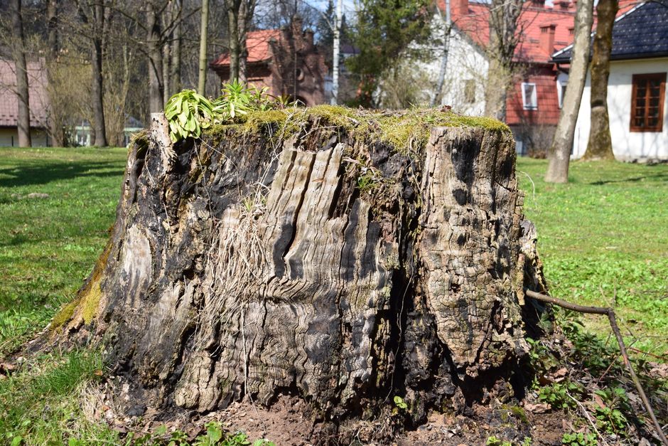 Stump Grinding in Surrey and the Fraser Valley