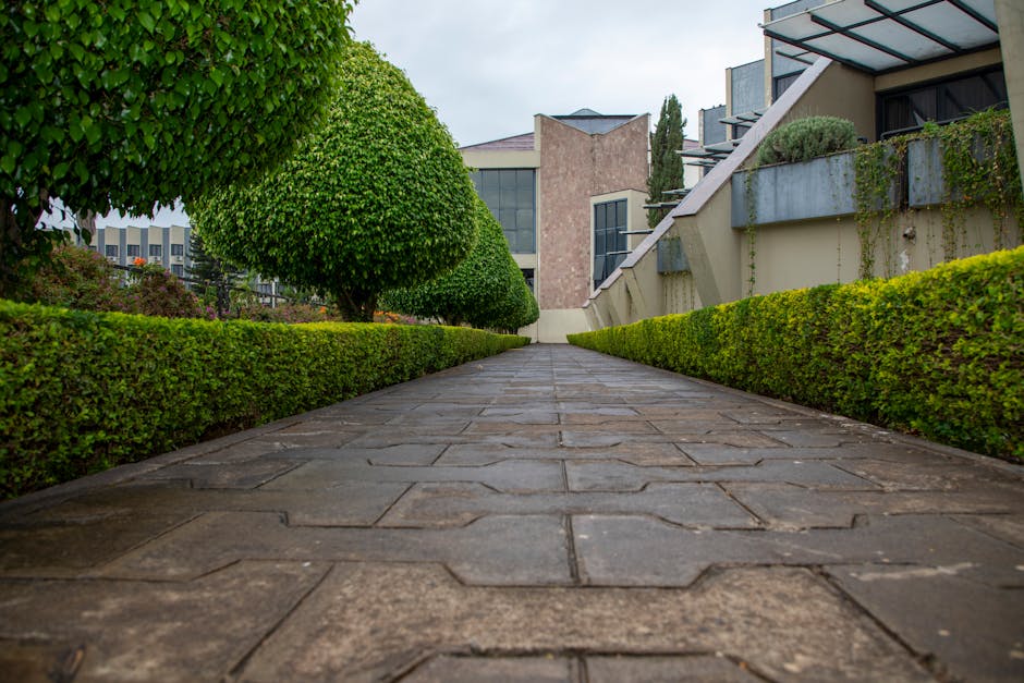 Professionally trimmed hedges along a garden pathway